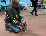Собаки в Москве: взрослая чихуахуа лилово-подпалого окраса Девочка, 20 000 руб. - фото 2