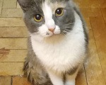 Кошки в Москве: Трёхцветная анатолийская кошечка Девочка, Бесплатно - фото 3