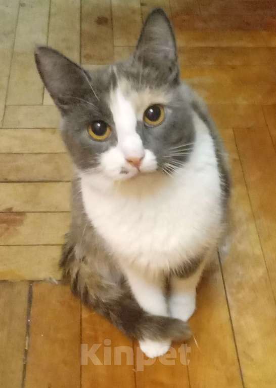 Кошки в Москве: Трёхцветная анатолийская кошечка Девочка, Бесплатно - фото 3