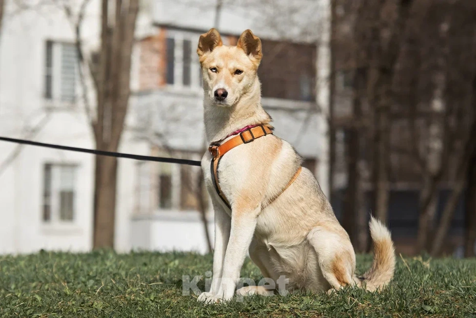 Собаки в Москве: Разноглазая собака в добрые руки Девочка, Бесплатно - фото 2