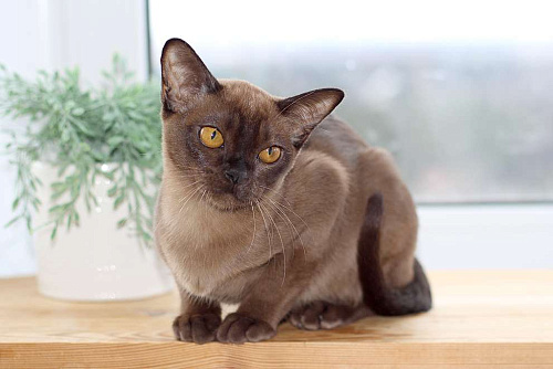 Бурма - кошечка в разведение