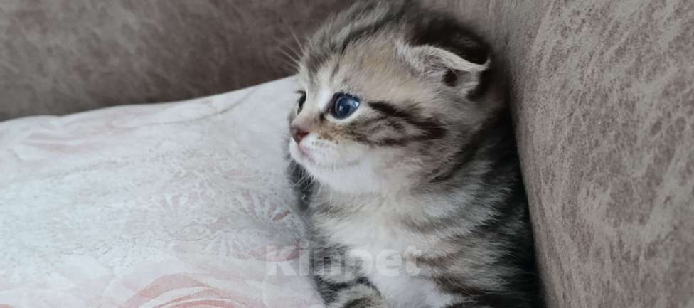 Кошки в Оренбурге: Шотландский вислоухий кот Мальчик, 10 000 руб. - фото 1