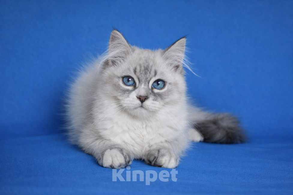 Кошки в Москве: Bonifaciy порода Невская Маскарадная Мальчик, Бесплатно - фото 1