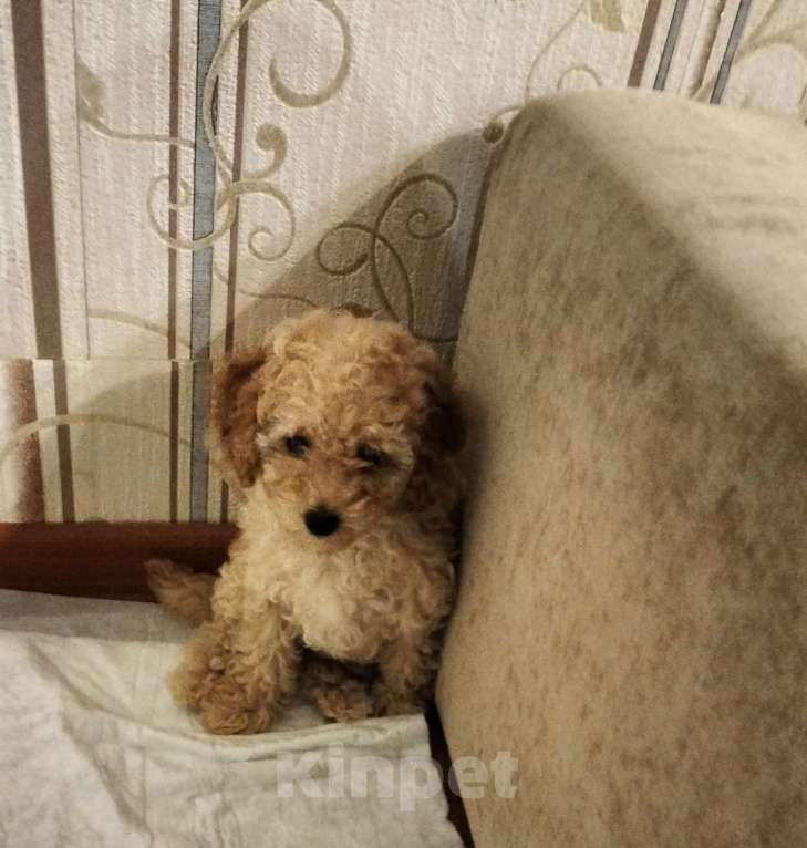 Собаки в Оренбурге: Мальтипу f1 Мальчик, 95 000 руб. - фото 3