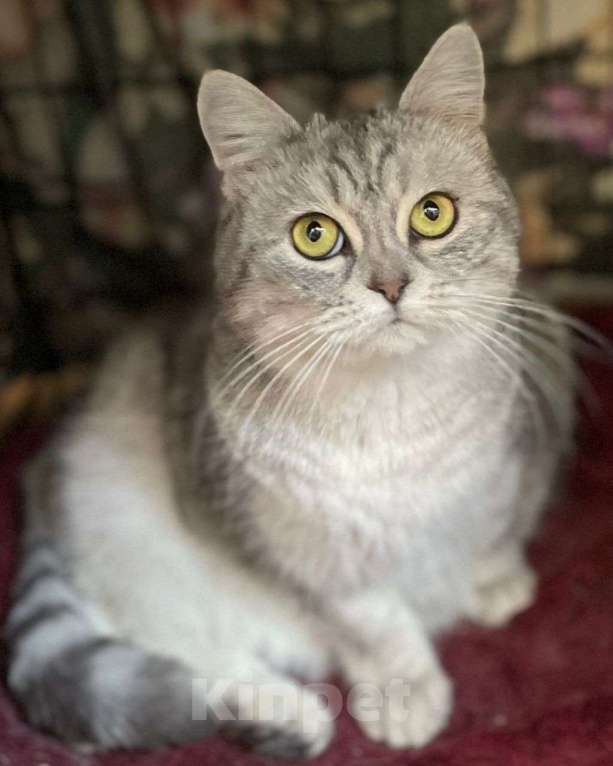 Кошки в Москве: Шотландская вислоухая кошечка ищет дом Девочка, Бесплатно - фото 1
