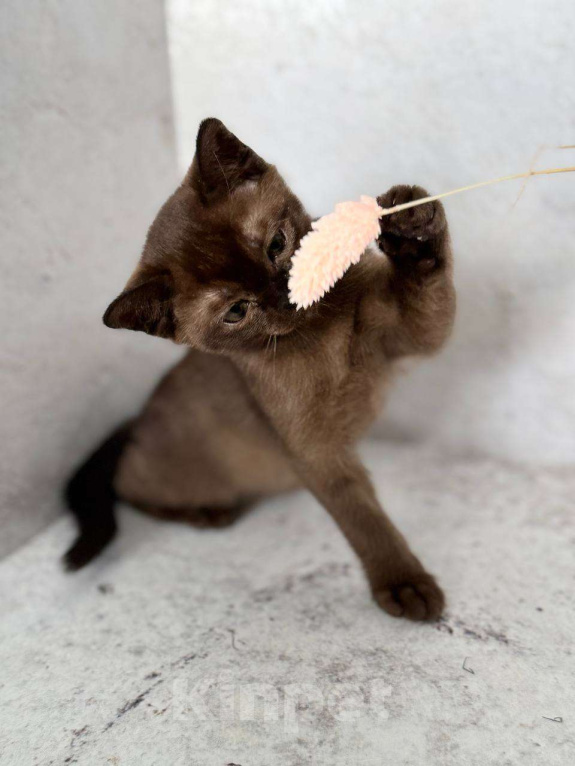 Кошки в Москве: Бурма окрас шоколад!  Мальчик, 40 000 руб. - фото 2