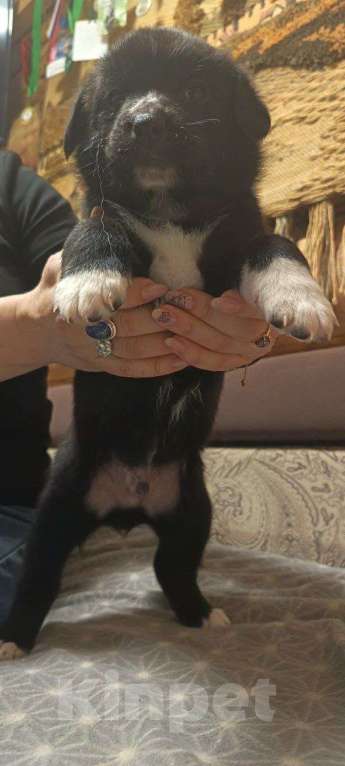 Собаки в других городах Ленинградской области: Австралийский ретривер Мальчик, Бесплатно - фото 2