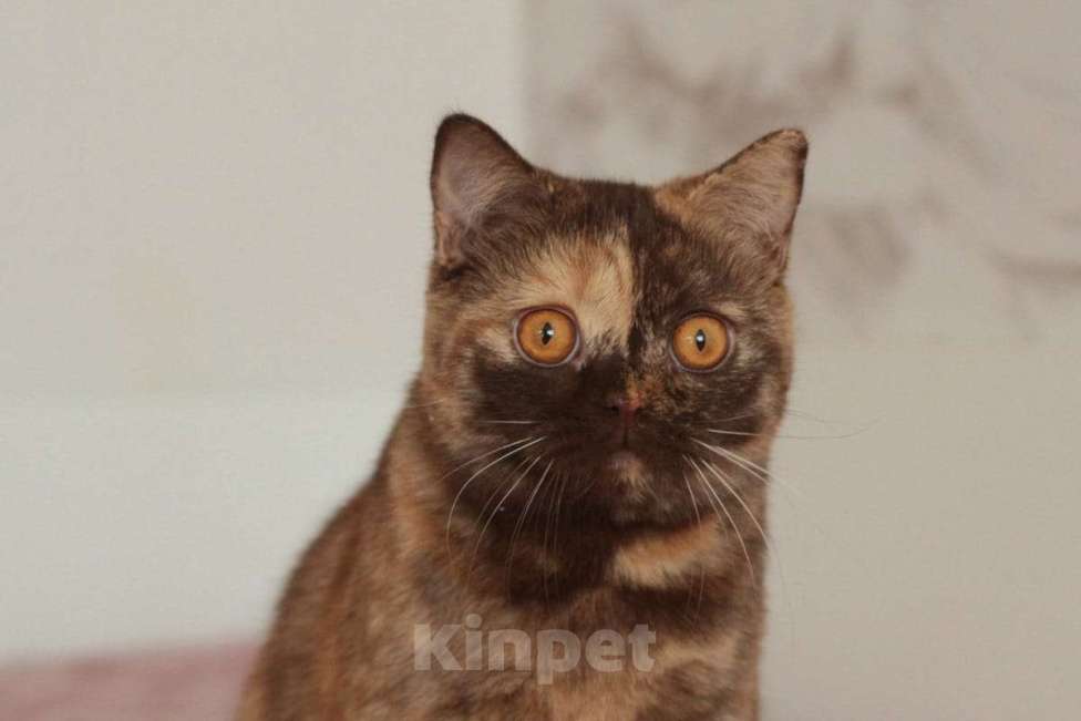 Кошки в Подольске: Британская девочка Девочка, Бесплатно - фото 3