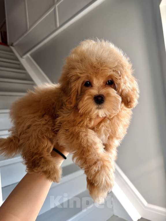 Собаки в других городах Московской области: Щенок мальтипу f1, мальчик Мальчик, 120 000 руб. - фото 2