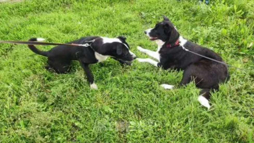 Собаки в Липецке: Бордер колли митис (Мишка) Мальчик, 15 000 руб. - фото 4