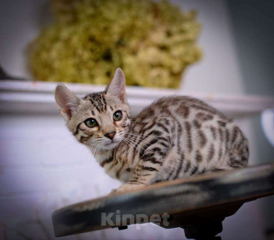 Кошки в Москве: бенгальский мальчик Мальчик, 45 000 руб. - фото 2