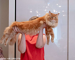 Кошки в Москве: Коты Мейн-Кун на вязку Мальчик, 5 000 руб. - фото 8