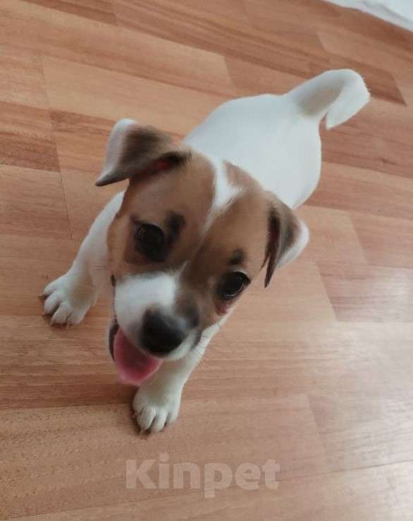 Собаки в Великом Новгороде: Щенки Джек Рассел терьер Девочка, 15 000 руб. - фото 3