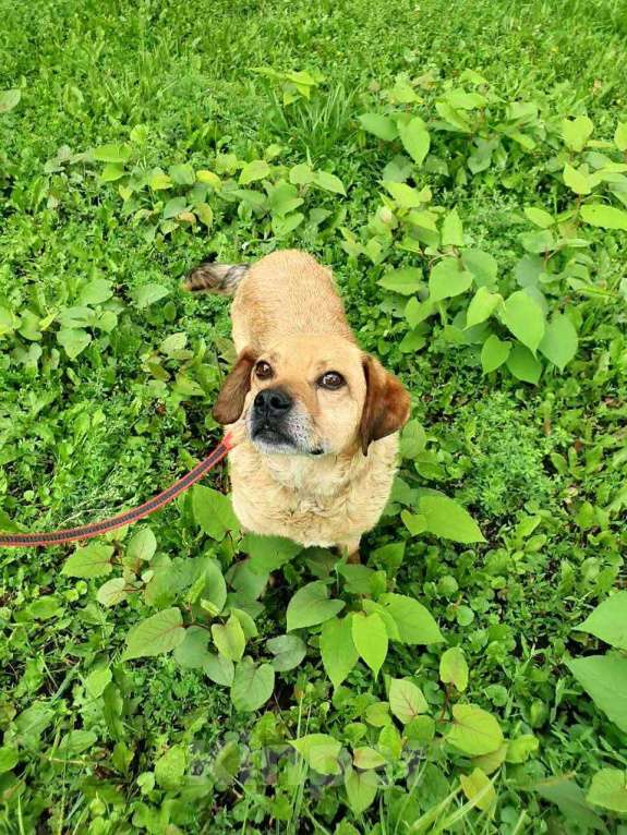 Собаки в Москве: Маленький рыжий пес Гомер в добрые руки Мальчик, 1 руб. - фото 3