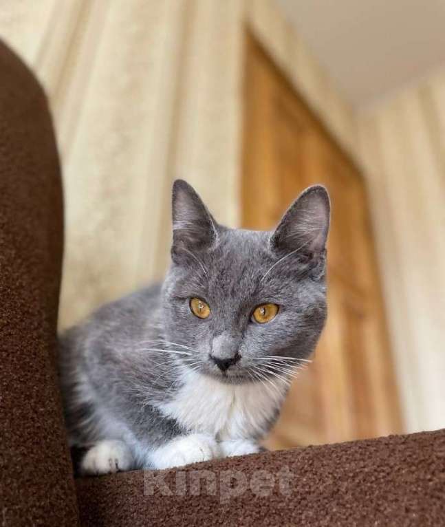 Кошки в Москве: Котёнок Тима (Тимофей) Мальчик, Бесплатно - фото 7