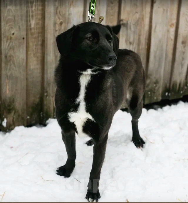 Собаки в Москве: Вильма Девочка, Бесплатно - фото 3
