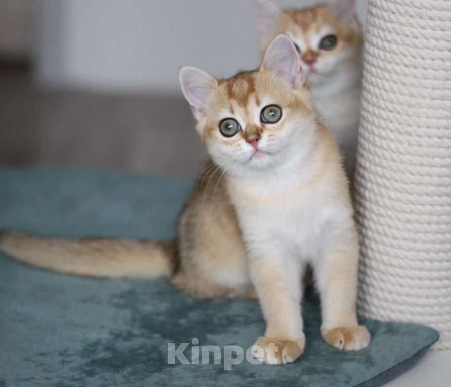 Кошки в Москве: Delphina Девочка, 30 000 руб. - фото 2