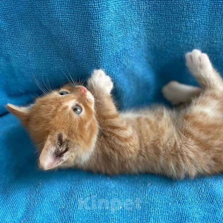 Кошки в Москве: Котенка выкинули в парке Мальчик, Бесплатно - фото 4