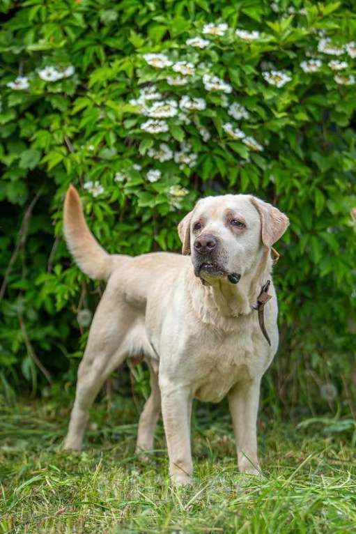 Собаки в Москве: Лабрадор Сева в добрые руки Мальчик, Бесплатно - фото 2