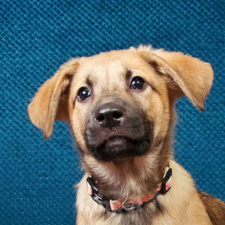 Собаки в Москве: Трогательные щеночки (3 мес.) срочно ищут дом Мальчик, Бесплатно - фото 6