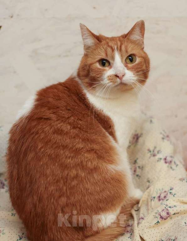 Кошки в Москве: Шикарные молодые котики и кошечки (1 г.) в дар Девочка, Бесплатно - фото 3