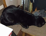 Кошки в Шахте: Пушистый полубританец - Хока Мальчик, 10 руб. - фото 10