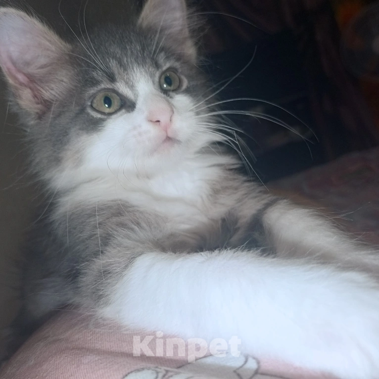 Кошки в Ростове-на-Дону: Продаю кота Мальчик, 5 000 руб. - фото 1