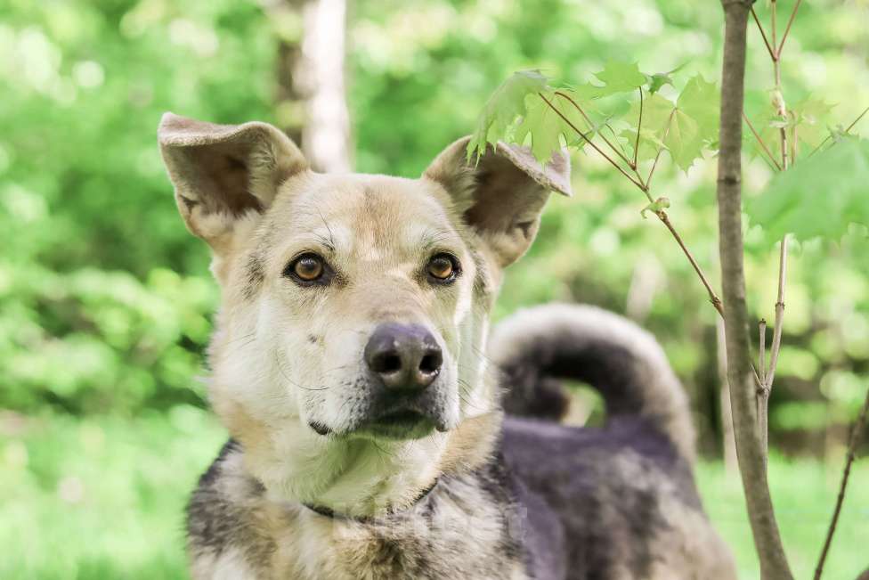 Собаки в Москве: Не дайте угаснуть в приюте нежному псу!  Мальчик, Бесплатно - фото 2