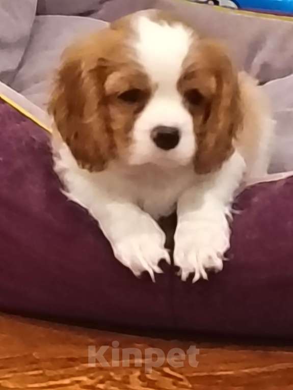 Собаки в Санкт-Петербурге: Мальчик Мальчик, Бесплатно - фото 2