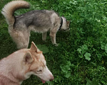 Собаки в Михайлове: Отдам 2х Хаски, 500 руб. - фото 2