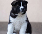 Собаки в Москве: Продаются щенки Американской Акиты от 50 0000 руб., 50 000 руб. - фото 5