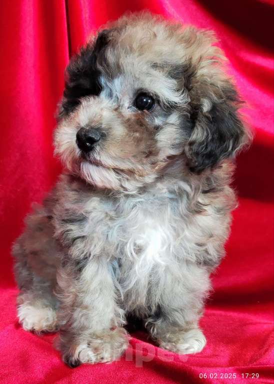 Собаки в Новосибирске: Щенок бишпу редкого окраса  Мальчик, 100 000 руб. - фото 4