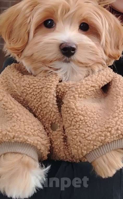 Собаки в других городах Московской области: Мальтипу Буба Мальчик, 180 000 руб. - фото 2