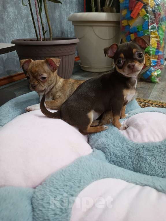 Собаки в Ростове-на-Дону: Щенки чихуахуа Девочка, 15 000 руб. - фото 4