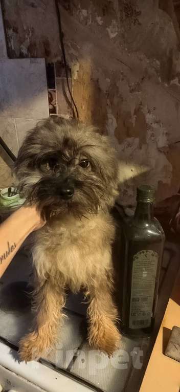 Собаки в Екатеринбурге: Щенок помапу Мальчик, 35 000 руб. - фото 3