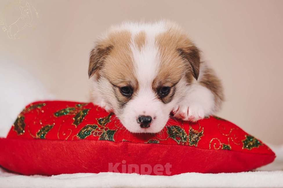 Собаки в Москве: Щенок вельш корги пемброк  по кличке Свежий ветер.... Мальчик, 100 000 руб. - фото 7