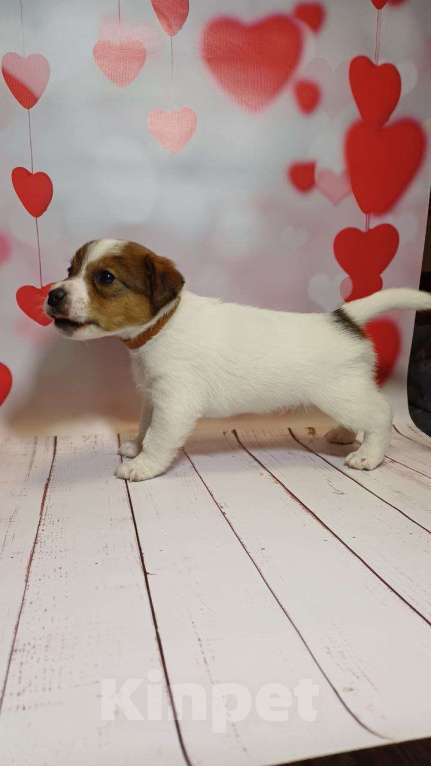 Собаки в Москве: Щенки Джек рассел терьер Мальчик, 25 000 руб. - фото 2