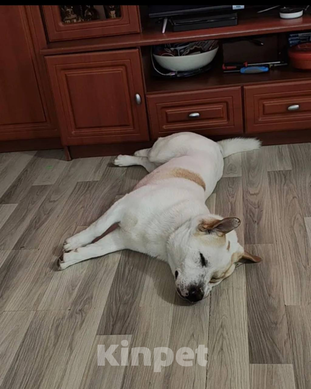 Собаки в Москве: Метис Лабродора и Джек Рассела Мальчик, Бесплатно - фото 4