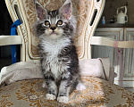Кошки в Москве: Котята мейн-кун Девочка, 40 000 руб. - фото 8