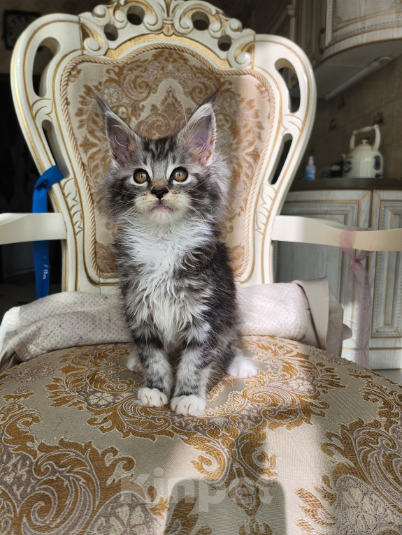 Кошки в Москве: Котята мейн-кун Девочка, 40 000 руб. - фото 8