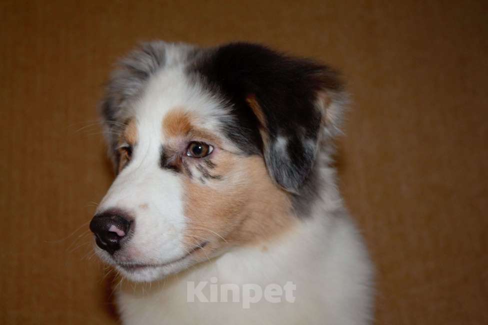 Собаки в других городах Московской области: Австралийская овчарка (аусси) Девочка, 50 000 руб. - фото 3