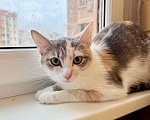 Кошки в Москве: Лика - трехцветная, нежная, теплая, добрая кошка в добрые руки Девочка, Бесплатно - фото 4