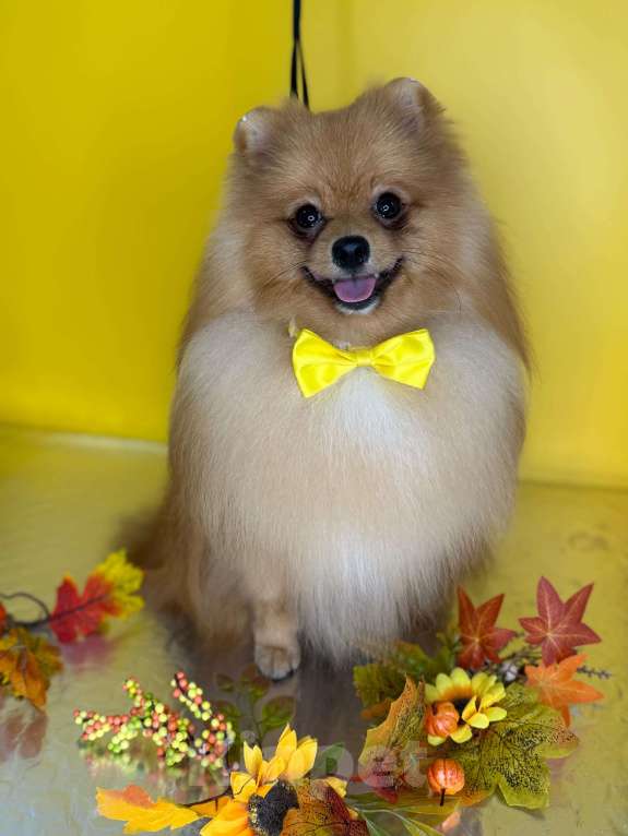 Собаки в Новосибирске: Вязка кобель, рыжий пушистый мальчик  Мальчик, Бесплатно - фото 2