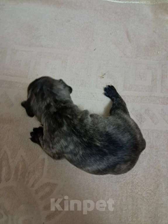 Собаки в Астрахани: Продаю щенка французского бульдога Мальчик, 23 000 руб. - фото 1