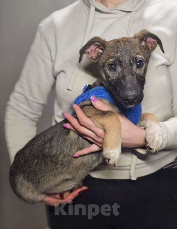 Собаки в Санкт-Петербурге: Весёлый щенок хочет домой Мальчик, Бесплатно - фото 4