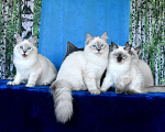 Кошки в Москве: Котята Невские маскарадные Девочка, Бесплатно - фото 6