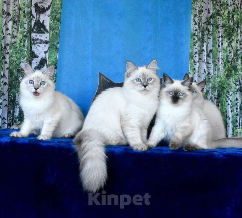 Кошки в Москве: Котята Невские маскарадные Девочка, Бесплатно - фото 6