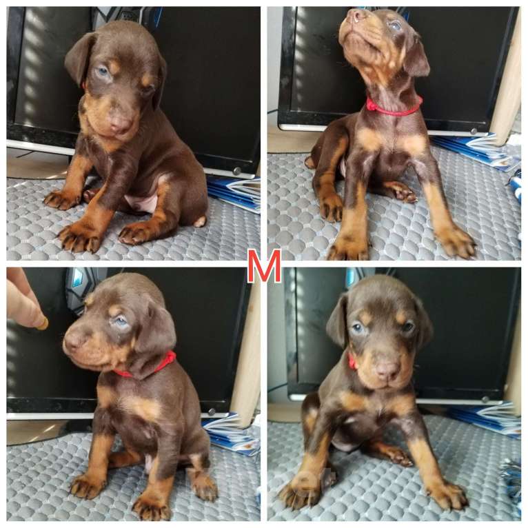 Собаки в Котельнике: Щенки добермана к/п Девочка, 30 000 руб. - фото 4