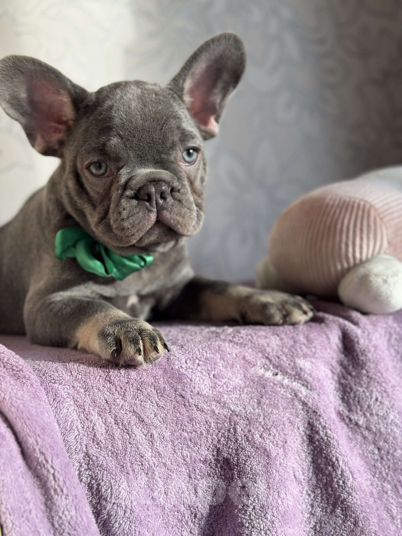 Собаки в Калининграде: Лиловые щенки французского бульдога Мальчик, 55 000 руб. - фото 2