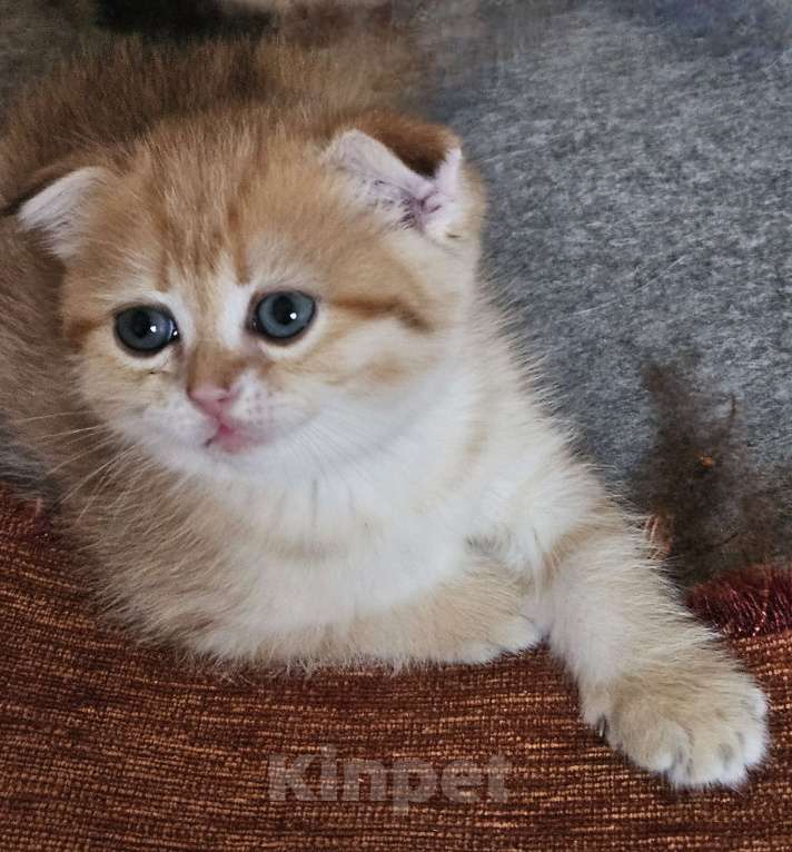 Кошки в Санкт-Петербурге: Золотисиый котик Мальчик, 20 000 руб. - фото 3